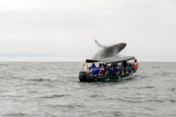 Buenaventura Resurge con el Gigante Avistamiento de Ballenas.