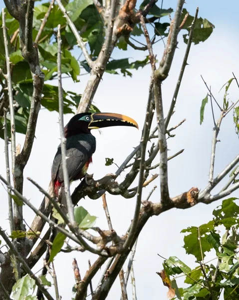 Avianca Promueve la Biodiversidad.