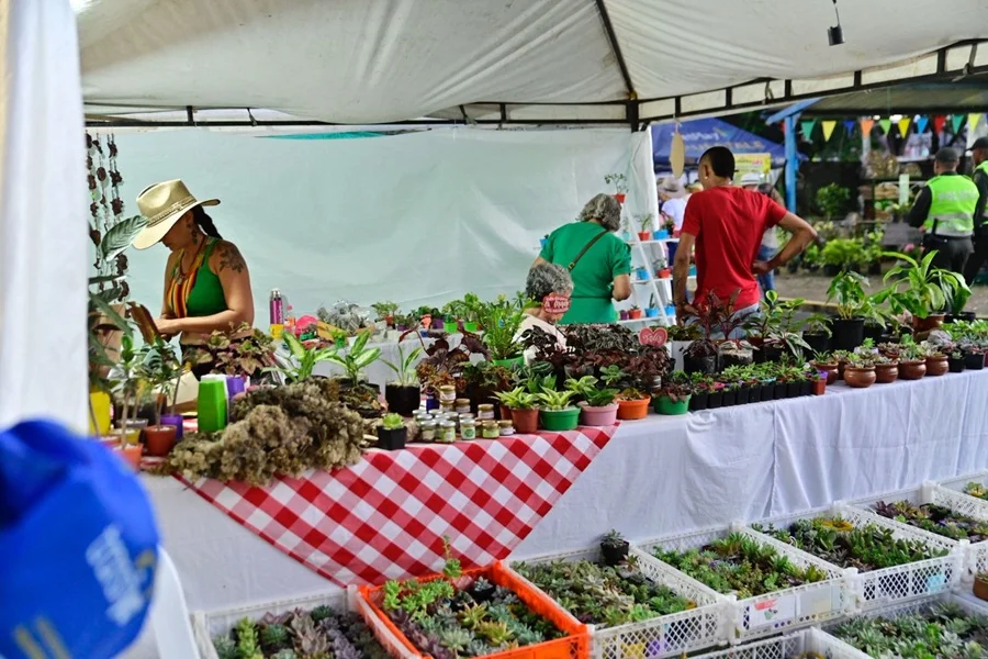 Agricultura Llenó de Alegría a Palmira.