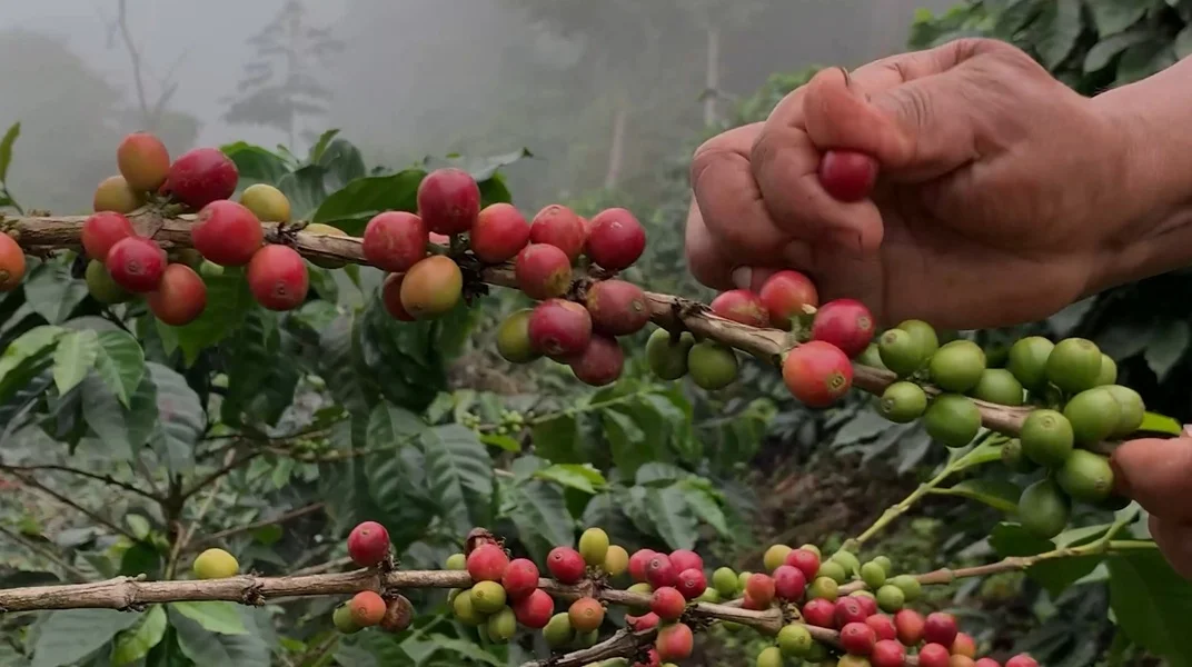 Reina que Llevará el Aroma del Valle a Todo el País.