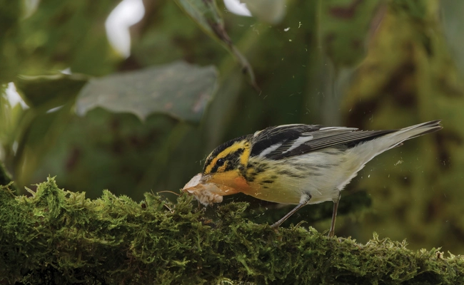Premios Audubon