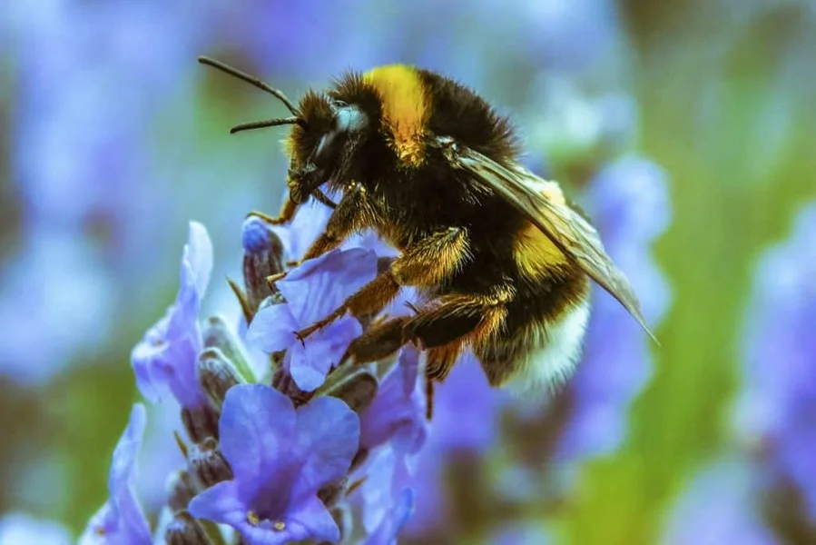 Abejas con Derechos el Primer Insecto Reconocido Legalmente en el Mundo.