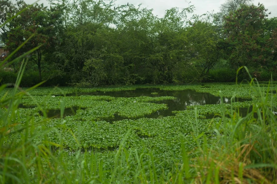 Charco Azul Se Transforma En Epicentro Ambiental Urbano De Cali.