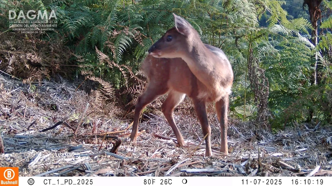 Biodiversidad Oculta En Cali Revela Vida Salvaje Que Convive Con La Ciudad.