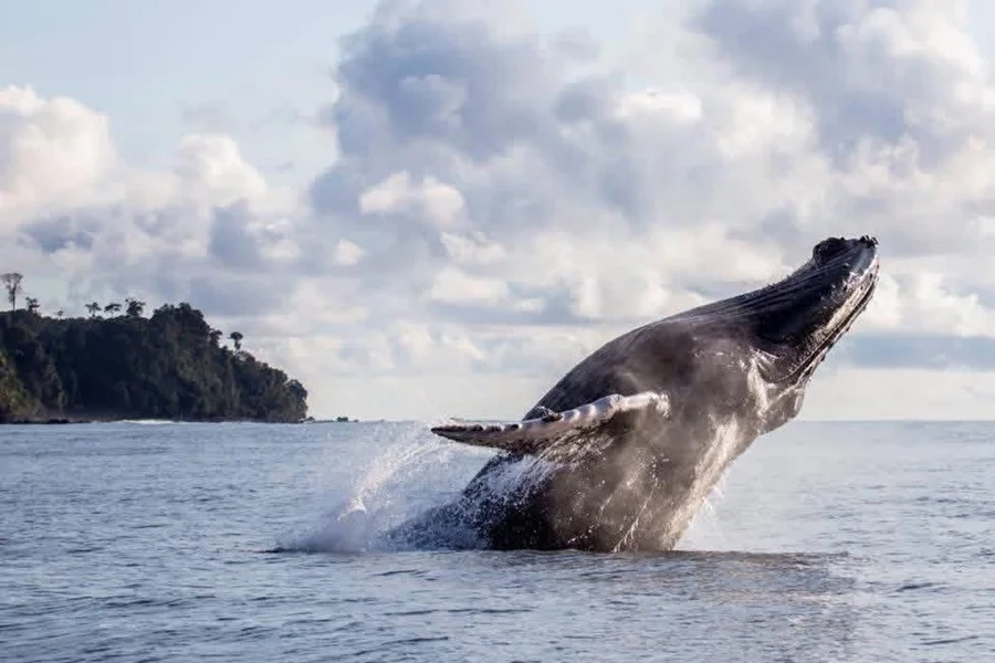 Temporada de Avistamiento de Ballenas activa el turismo en el Pacífico. Temporada de Avistamiento de Ballenas activa el turismo en el Pacífico.