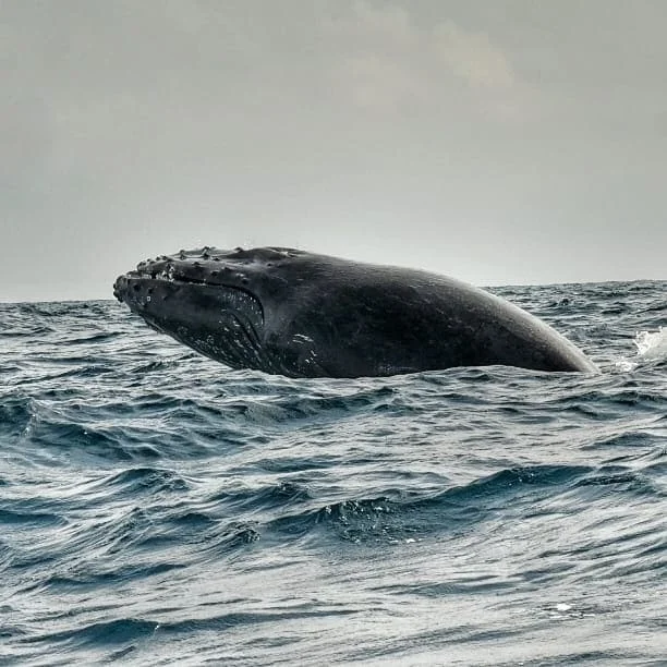 Ballenas Regresan al Pacifico Colombiano. Ballenas Regresan al Pacifico Colombiano.