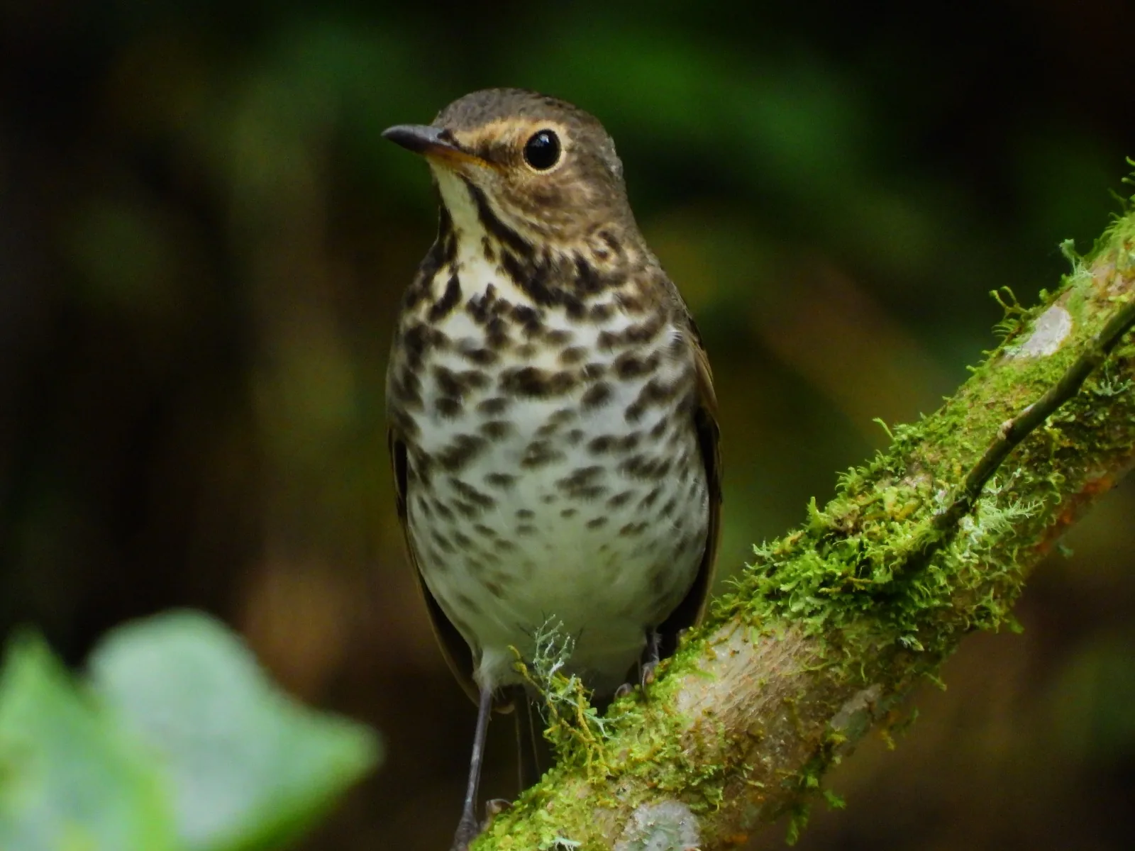 Medellín Celebrará el Festival de las Aves 2026 con Ciencia y Arte Urbano.
