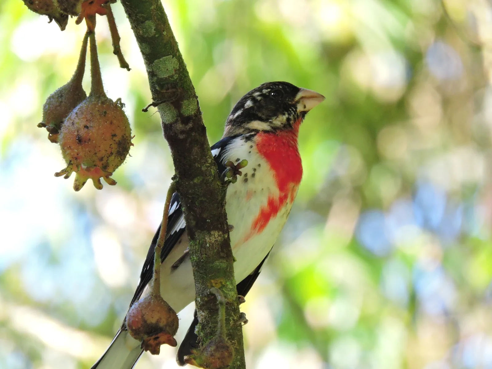 Medellín Celebrará el Festival de las Aves 2026 con Ciencia y Arte Urbano.